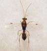 Odontomachus sp.